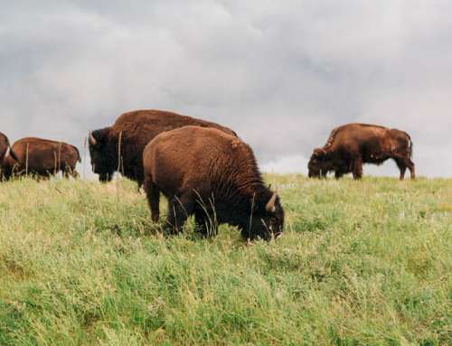 Who Will Inherit Ted Turner’s Estate? Lessons for Families